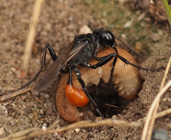 Kurzstiel-Sandwespe, Podalonia affinis